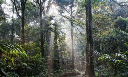 Forest Restoration: A Path to Recovery and Well-Being