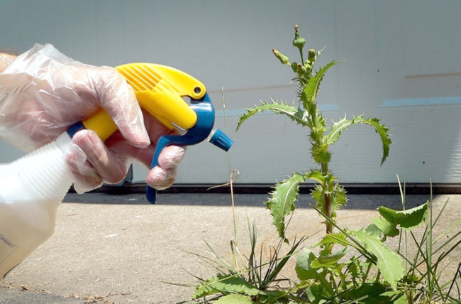 Is There a Connection Between Weed Killer and Cancer? 1 Is There a Connection Between Weed Killer and Cancer? 1