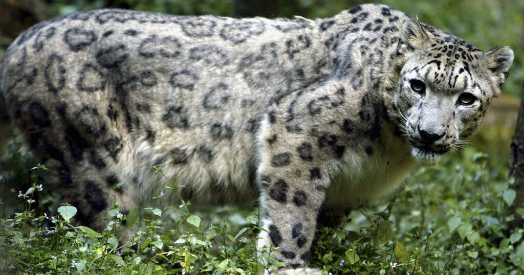 Climate change is pushing tigers and leopards into snow leopard’s mountainous territory in Nepal 1