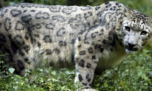 Climate change is pushing tigers and leopards into snow leopard’s mountainous territory in Nepal