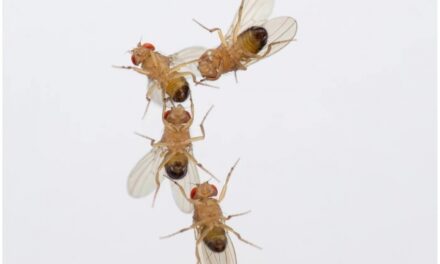 Air Pollution Impairs Successful Mating of Flies