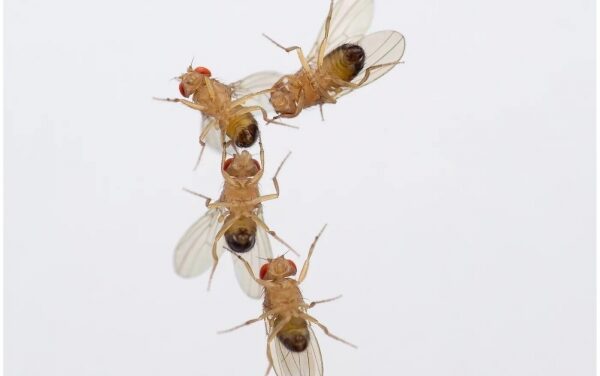 Air Pollution Impairs Successful Mating of Flies
