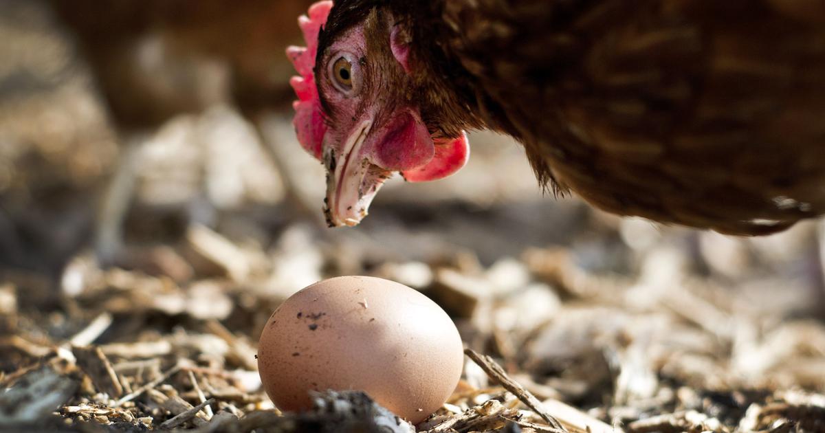 Are free-range eggs really more ethical?