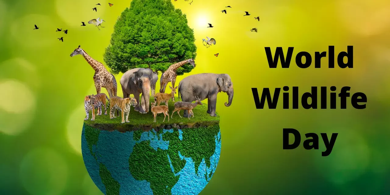 <strong>“Habitat loss impacts not only wildlife but also human settlements adversely,” &nbsp;says Supriya Patil</strong>