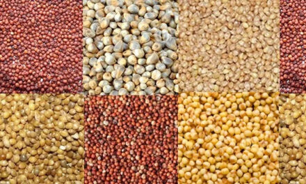 Millet, the superfood, has multiple health benefits, say experts