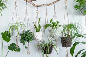 Different types of plants for hanging basket