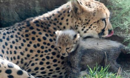 Cheetahs from Africa won’t help restore our grassland ecosystem