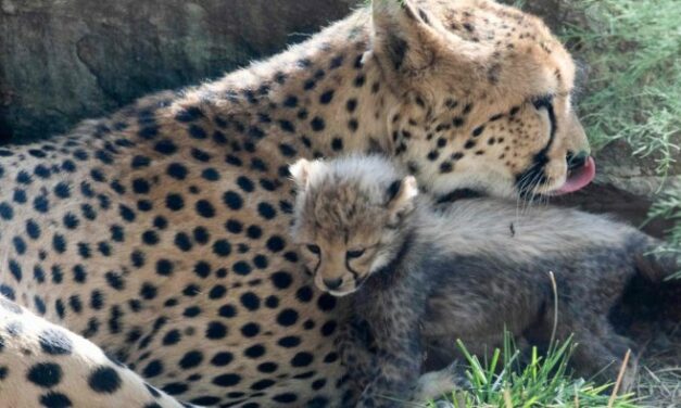 Cheetahs from Africa won’t help restore our grassland ecosystem
