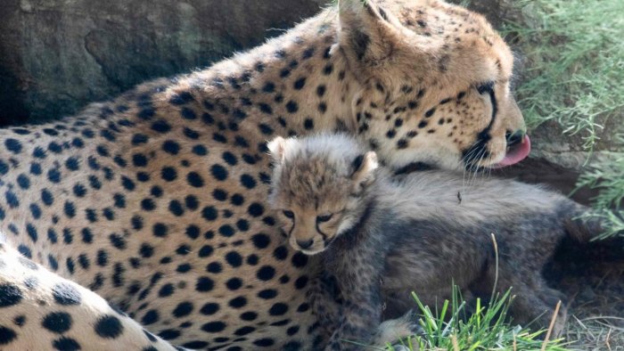 Cheetahs from Africa won’t help restore our grassland ecosystem