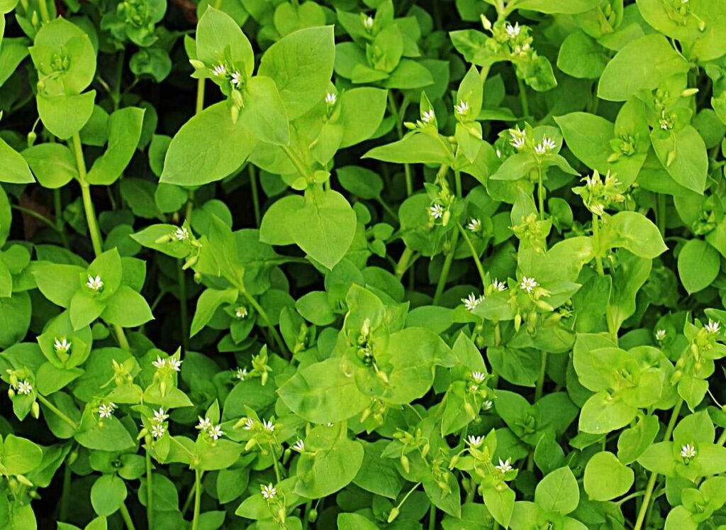 Chickweed: Edible and Delicious Weed 1