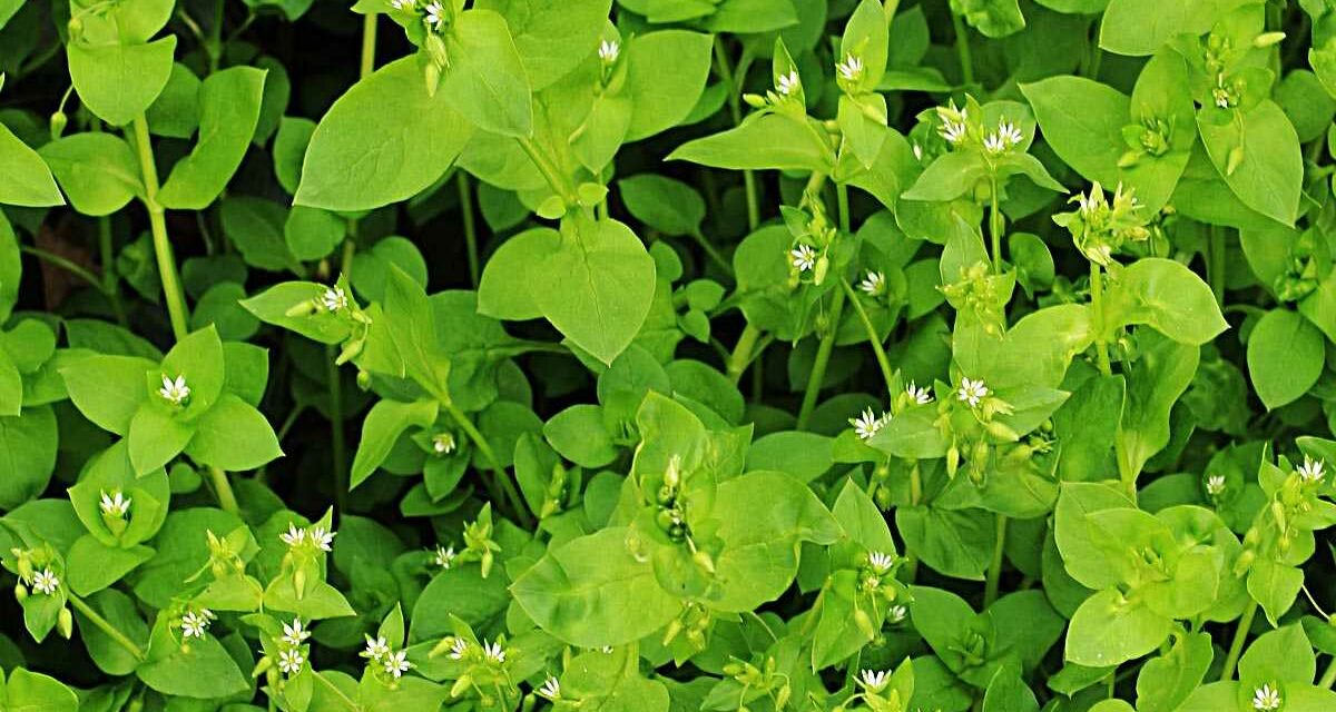 Chickweed: Edible and Delicious Weed