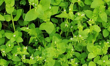 Chickweed: Edible and Delicious Weed