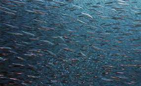 Scientists Identify Intense Heatwaves At The Bottom Of Ocean