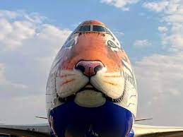 Cheetahs are coming back – this can boost the health of India’s shrinking grasslands