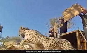 ”How Freedom Looks Like”: Forest Officer Shares Video Of Animals And Birds Being Released Into The Wild