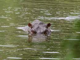 The man in charge of deporting Pablo Escobar’s ‘cocaine hippos’ explains how he plans to fly 70 of them across the world