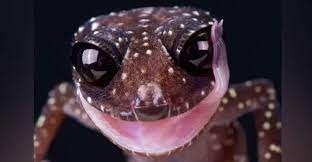 ‘Let’s get real’: scientists discover a new way climate change threatens cold-blooded animals