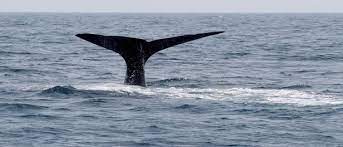 Explained: The UN High Seas Treaty and how it will protect marine life in international waters