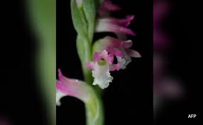 New ‘Glass-Like’ Orchid Species Discovered In Japan