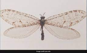 Rare Jurassic-Era Insect Found Near Walmart Store In US