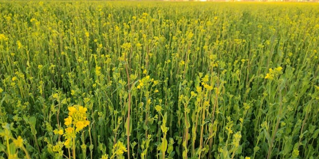 India's Agriculture Is Feeling the Effects of Extreme Weather Events 1 India's Agriculture Is Feeling the Effects of Extreme Weather Events 1