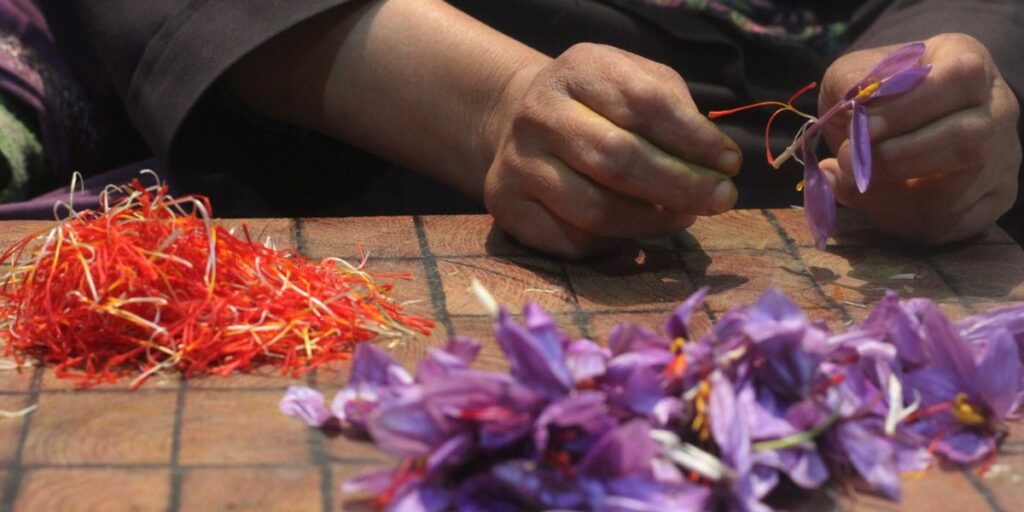 Kashmir: Saffron Farmers Fight Climate Change with Indoor Farming 1