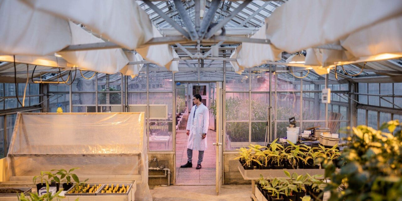 Climate change is launching a mutant&nbsp;seed space race