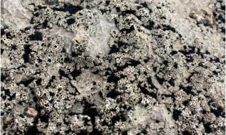 New process could capture carbon dioxide equivalent to forest the size of Germany