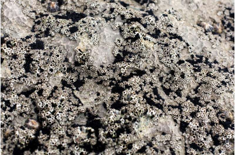 New process could capture carbon dioxide equivalent to forest the size of Germany