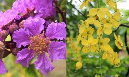 10 Flowering Trees in India and Where to Click them This Spring Season