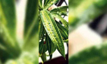 Nod to Jagadish Chandra Bose: ‘Plants can emit sounds’