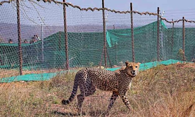 Kuno National Park: Space worry for cheetahs