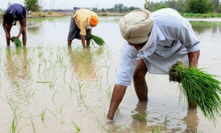 In Punjab, the accelerating rate of groundwater depletion is worrying both farmers and experts