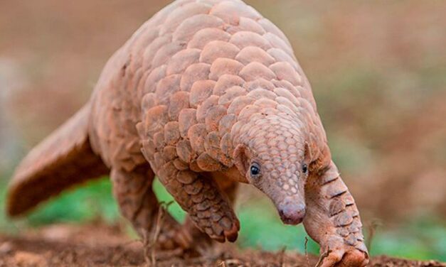 Opinion: India’s policymakers need to take the illegal trade of pangolins more seriously