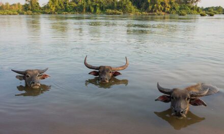 Nepal’s appetite for momos is a threat to the endangered wild water buffalo
