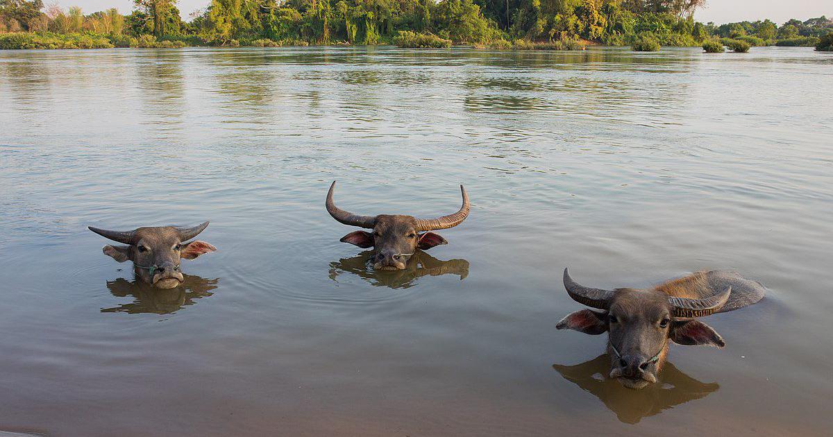 Nepal’s appetite for momos is a threat to the endangered wild water buffalo