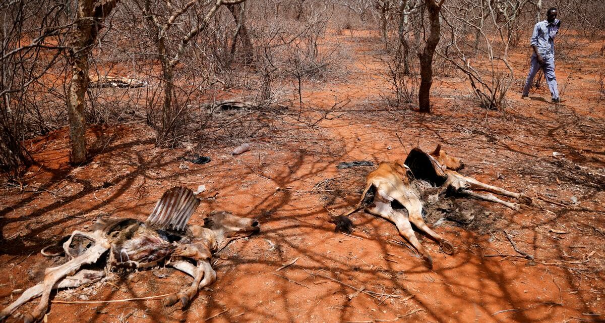 Horn of Africa drought not possible without climate change