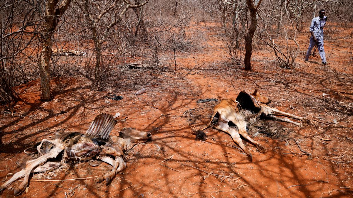 Horn of Africa drought not possible without climate change 1