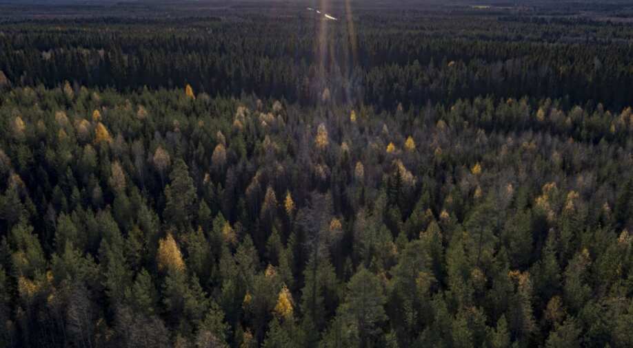 Global warming slowly devastating Boreal forest a.k.a. Earth’s second lung