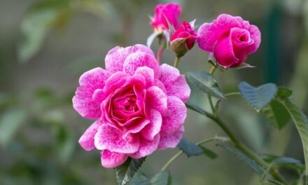 15 Tips For Growing Beautiful Roses This Season