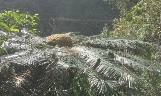 Plant with Jurassic link under stress in Bhutan