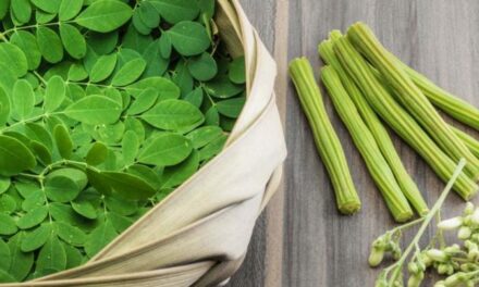 Moringa – Health Benefits, and Side Effects