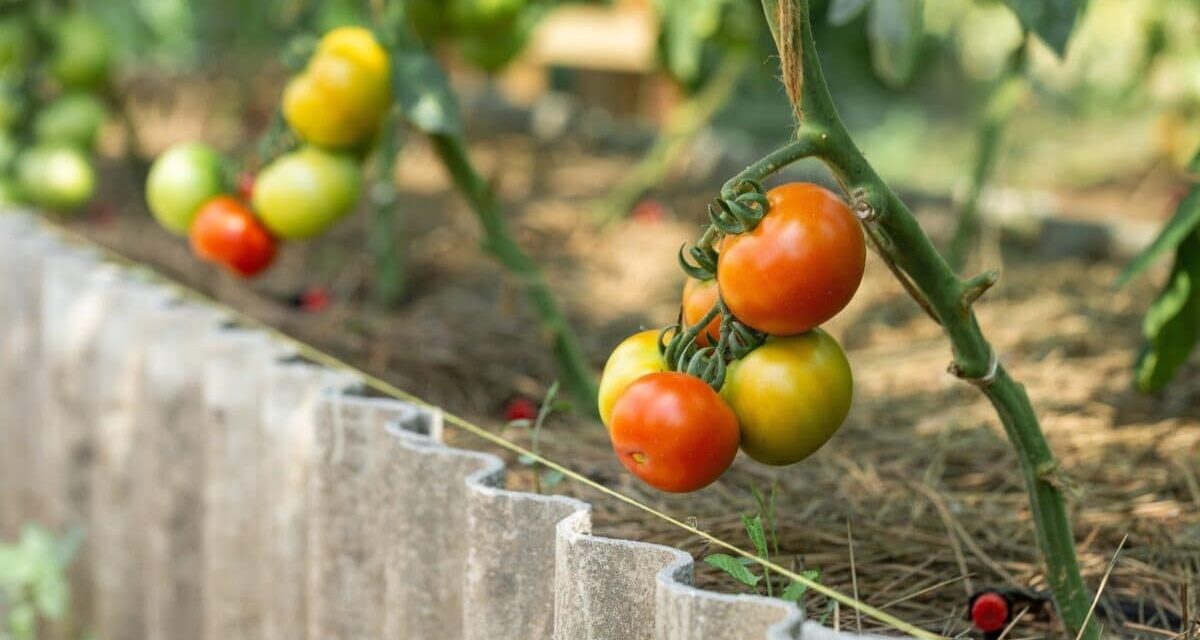 15 Vegetables to Start Seeding in April