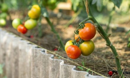 15 Vegetables to Start Seeding in April