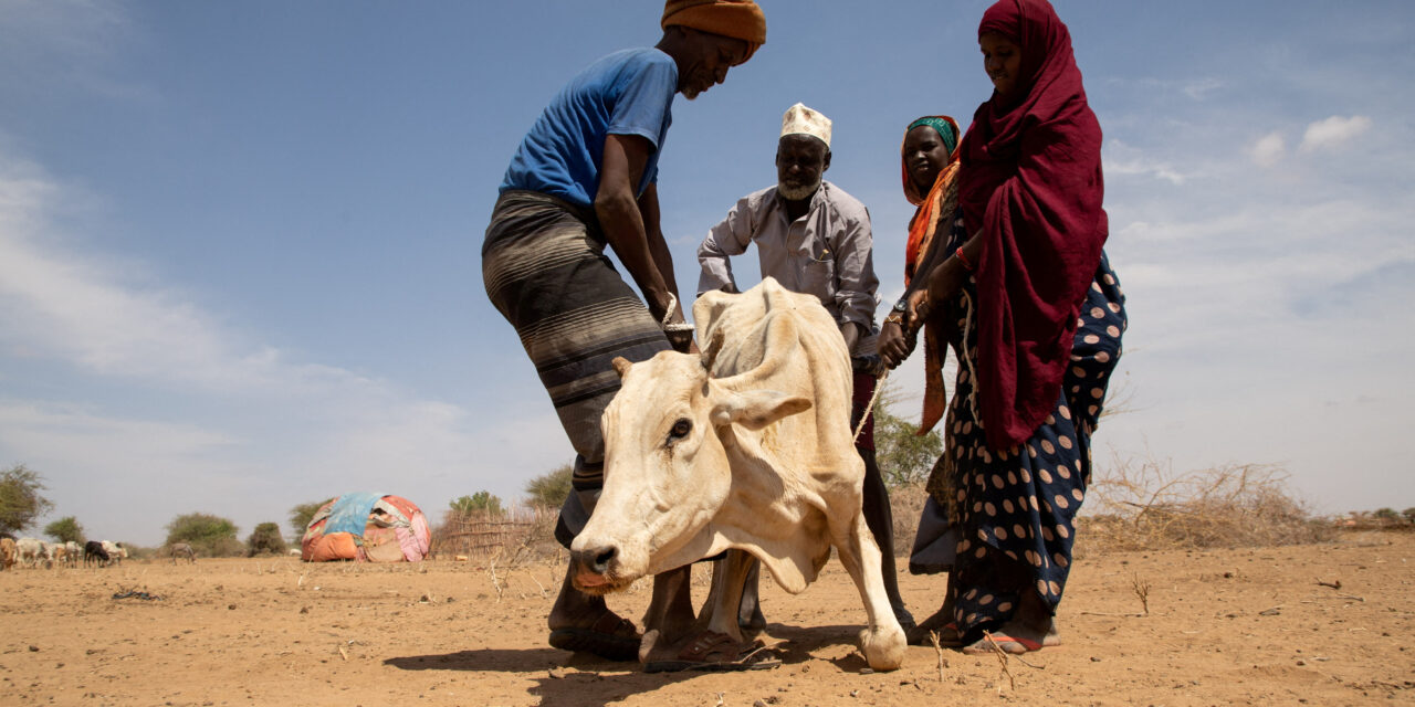 Ukraine conflict and climate change driving global food insecurity