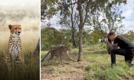 Cheetah Walks Over to Photographer for a Head Rub During Photo Shoot