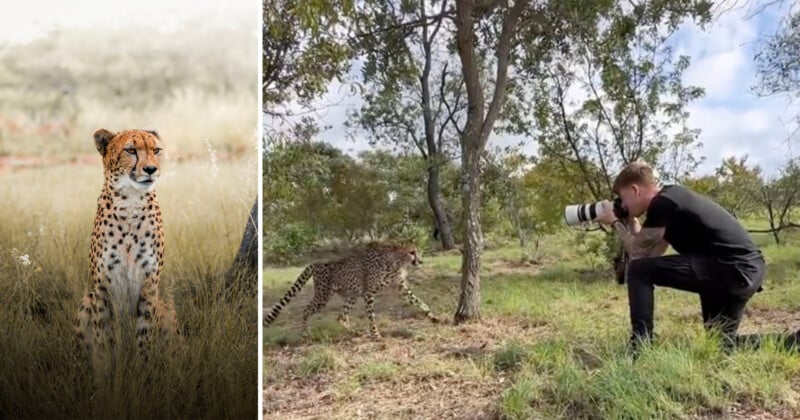 Cheetah Walks Over to Photographer for a Head Rub During Photo Shoot