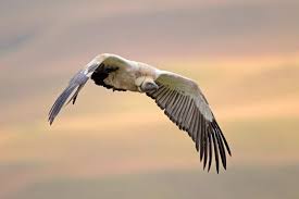Global efforts to halt the rapid decline of vultures 2