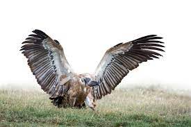 Global efforts to halt the rapid decline of vultures