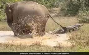 Mother Elephant Fights Off Crocodile To Save Calf, Forest Officer Shares Incredible Video